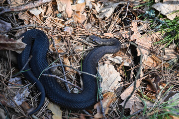 The viper in May.