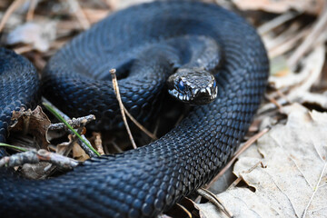 The viper in May.