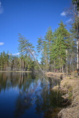 Obraz premium Forest river in May.