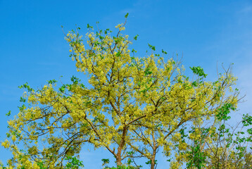 Golden shower tree in full bloom