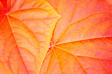 Naklejka na ściany i meble Blurred. Autumn.The natural texture of a orange leaf.