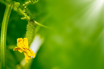 cucumber vine with peduncles and cucumber ovaries on garden net. cucumber vine. Ripening cucumbers in garden