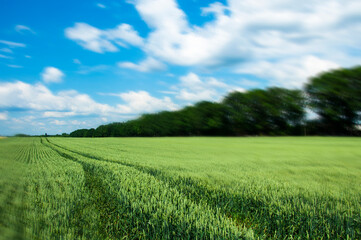 green wheat field with blue sky, selective focus, movement effect. sunny day. High quality photo