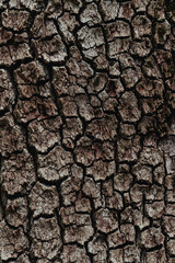 texture old tree in MIAMI FLORIDA  