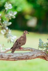 robin on a branch nature cute miami 