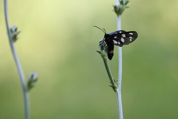 Nine-spotted moth on a plant. The original name is Fegea, amata phegea