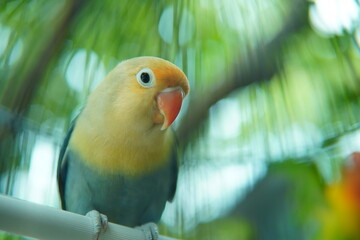 yellow and green parrot