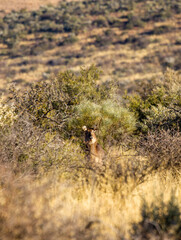 Waterbuck cow on a game Fram in South Africa