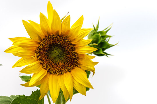 one Beautiful sunflower on a sunny day with a natural background. Selective focus. High quality photo, against sunset golden light, Sunflower blooming. Close-up of sunflower. yellow oange