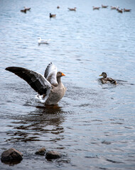 Photography of wild goose, ducks, lake
