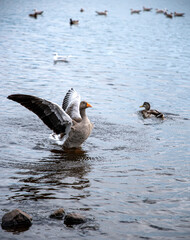 Photography of wild goose, ducks, lake