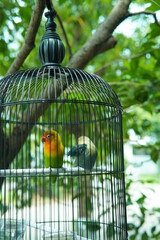 bird in cage