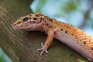 lizard on a tree