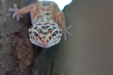 bearded dragon lizard