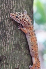 Close Up Gecko
