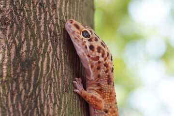Close Up Gecko