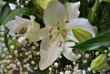 Weiße Lilenblüte mit Schleierkraut blüht im Blumenstrauß