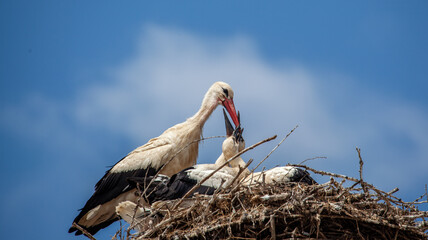 Feeding young storks