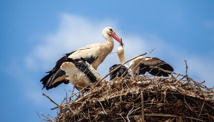 Feeding young storks