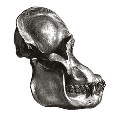 Bornean orangutan pongo pygmaeus skull in profile, after antique engraving from the 19th century © M