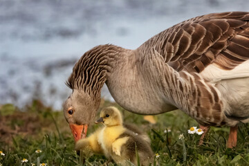 Tychero Lake Evros Greece