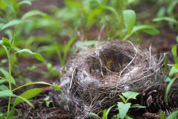 Made of small twigs, an empty birds nest lying on the ground in nature, in summer. Close-up, selective focus..