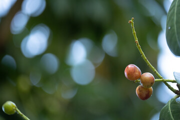 Prunus laurocerasus, cherry laurel Taflan (name of the Black Sea in Turkey). shrub, ripening fruits...