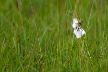 Breitblättriges Wollgras // Broad-leaved bog-cotton (Eriophorum latifolium) 