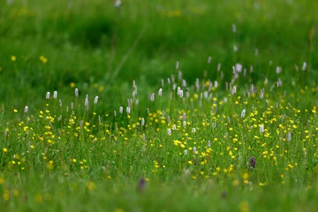 Outdoor-Kissen Flower meadow with orchids, knotweed and wildflowers // Blumenwiese mit Orchideen, Knöterich und Wildblumen © bennytrapp