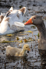 Tychero Lake Evros Greece