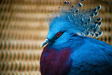 victoria crowned pigeon on a woven background, selective focus