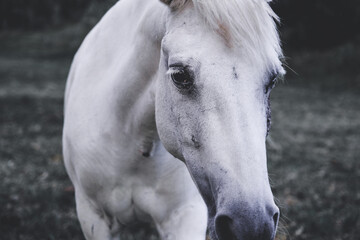 Obraz na płótnie Canvas White Horse Allegre
