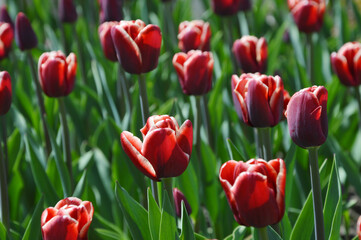 Obraz premium Red varietal tulips with a white border blooming in a city park. Beautiful spring flowers, natural floral background