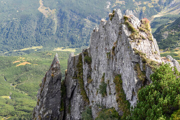 Sharp rock in the mountains against the background of mountain slopes with a spruce forest and a...
