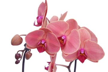 Fototapeta na wymiar Phalaenopsis orchid. Branch with burgundy pink flowers isolated on white background. Beautiful flowers close up.