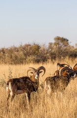 Mouflon ram on a game farm in South Africa