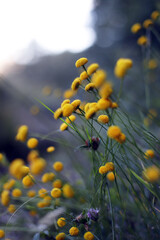 Obraz premium flores silvestres del campo