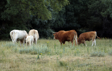 ganadería de vacuno en la dehesa comiendo pasto