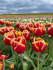Bright red tulips at farm on cloudy day