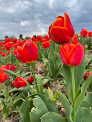 Red tulips at farm on a cloudy day