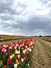 Tulip farm on a cloudy day