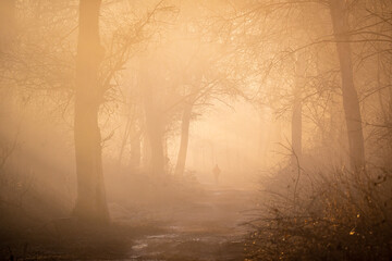 A jogger runs into a mist-covered forest on a foggy winter morning