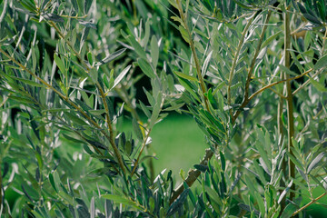 Olive tree leaves and space