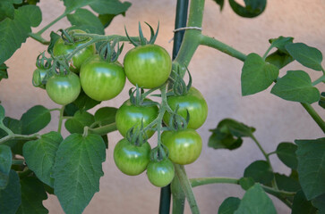 Grüne Tomaten wachsen am Strauch und reifen