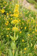Close up of gentian, yellow mountain flower