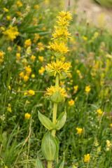 Magnificent gentian, yellow flower, in the mountains