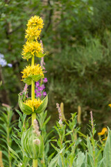 Close up of gentian, yellow mountain flower