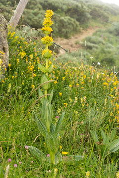 Close up of gentian, yellow mountain flower