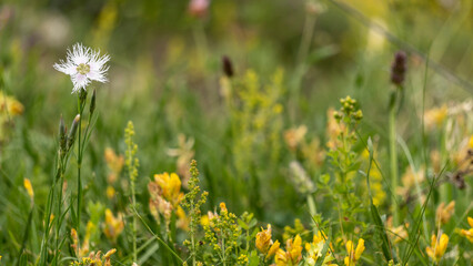 White carnation and yellow trefoil, in the mountains, in summer