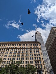 Fototapeta na wymiar Birds in the city